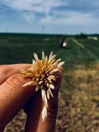 Grain Seeds Agriculture