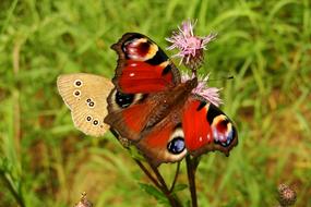 Nature Butterfly Day Insect