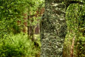 Tree Wood Birch