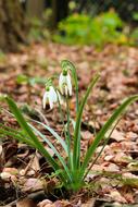 Snowdrop Spring Flower