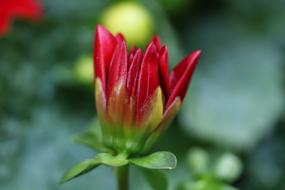 Flower Bud Macro