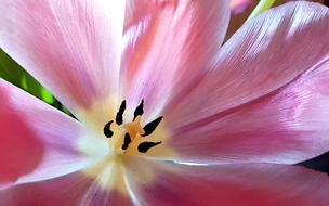Tulip Flower Nature