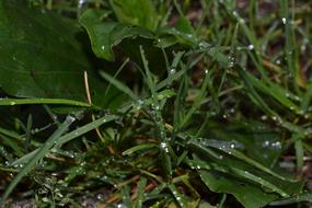 Green Grass Nature