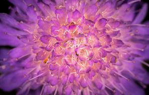 Flower Nature Plant