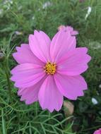 Nature Summer Flower