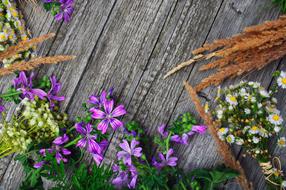 Meadow Flower Pink Syrian Muslims