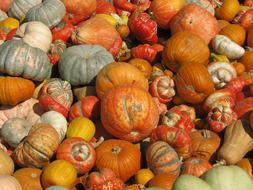 Juicy pumpkins in the sunlight