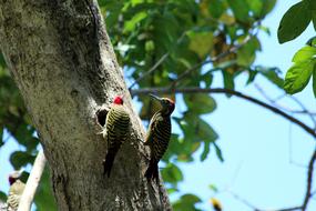 Woodpecker Hispaniolan