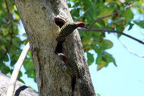 Woodpecker Hispaniolan