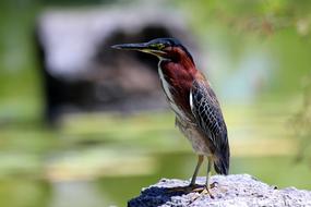 The Heron Butorides Virescens