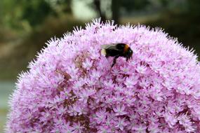 Hummel Ornamental Onion Plant
