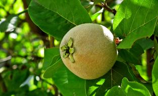 Fruit Quince Tree