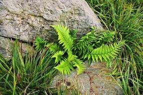 Fern Plant Leaf