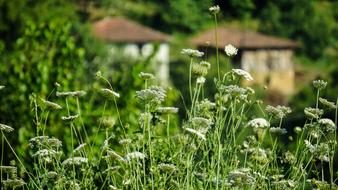 Grass Nature Plant