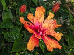 Garden Flora Nature