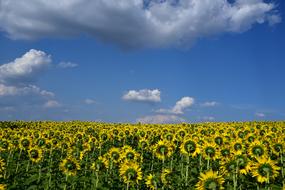 Sunflower Field Sky Clouds