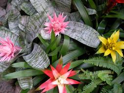 Flowers Natural Plant