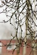 Tree Nature