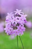 Flower Nature Plant