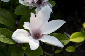 Garden Flower Blossom