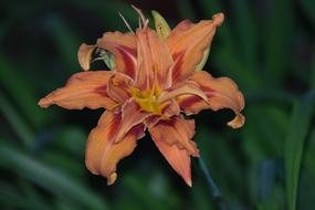 Flower Lily Orange