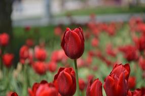 Tulip Flower Nature
