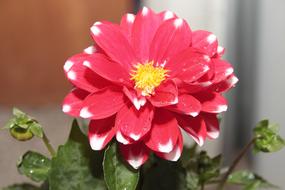 Nature Flower Plant