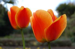 Tulip Flower Nature