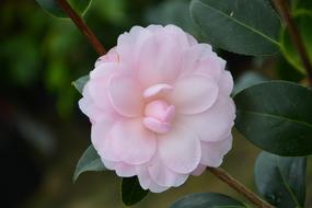 Flower Pale Pink Camellia