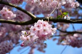 Cherry Blossoms Japanese