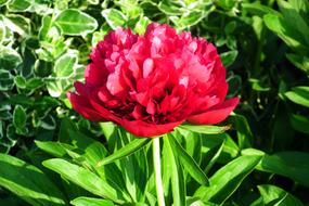Flower Peony Spring