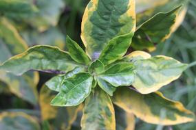 Leaf Flora Nature