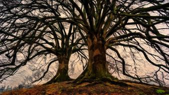 Ent Treant Trees
