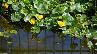 Caltha Palustris Plant Nature