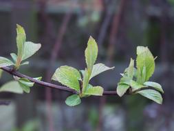 Sheet Plant Nature