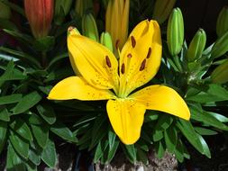 Flower Lily Summer