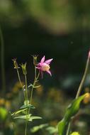 Nature Plants Flowers