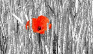 Background Nature Flower