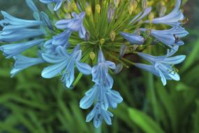 Flower Agapanthus Bloom