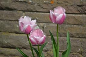 Flower Nature Plant