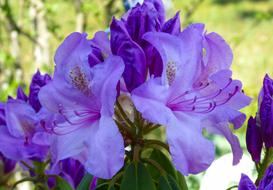 Nature Garden Flower