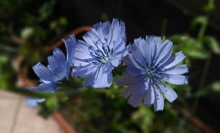 The Flowers Of Chicory Flower