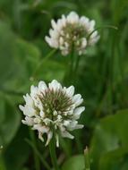 Nature Plant Summer