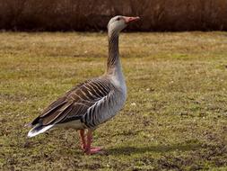 The Birds Wild Animals Nature
