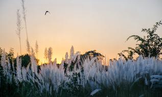 Landscape Evening Time