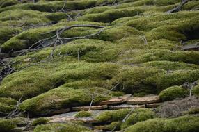Nature Roof