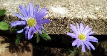 Violet Blossom Bloom