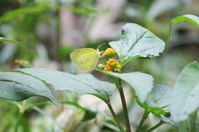 Nature Beautiful Natural