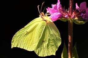 Gonepteryx Rhamni Butterfly Nature