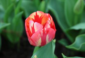 Nature Plant Flower